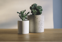 Best Apps for Plant Identification
