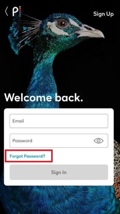 Peacock TV forgot password