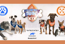 How to watch Puppy Bowl 2023